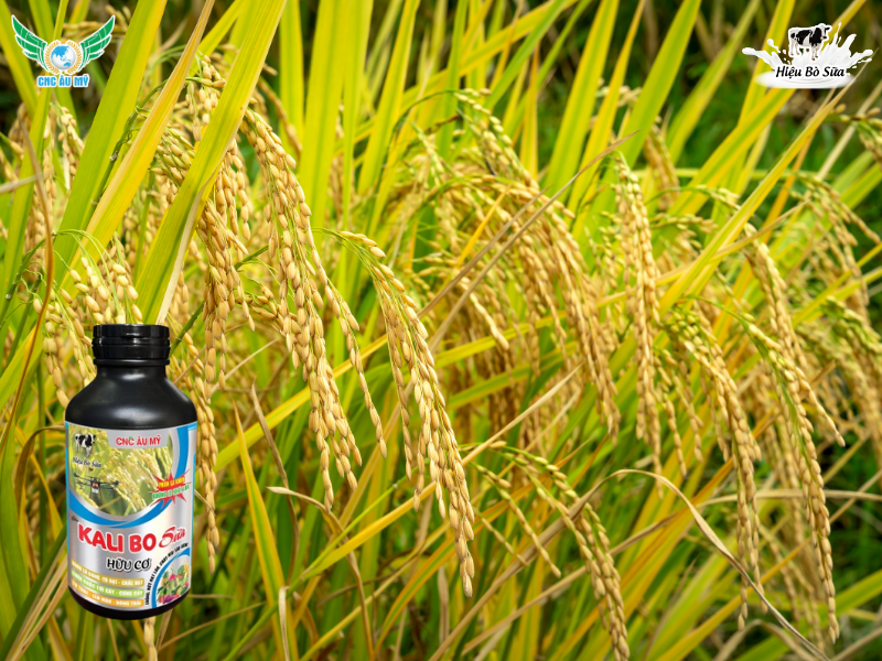 Phân bón là gì? Phân loại và tác dụng của các loại phân bón