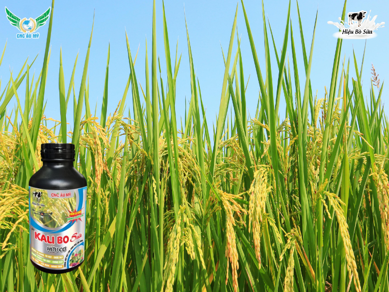 Phân bón lá là gì? Sử dụng như thế nào để đạt được hiệu quả