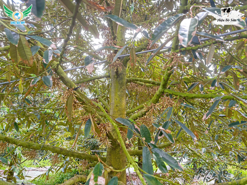 Phân bón lá là gì? Sử dụng như thế nào để đạt được hiệu quả