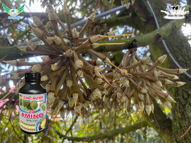 Phân bón lá là gì? Sử dụng như thế nào để đạt được hiệu quả