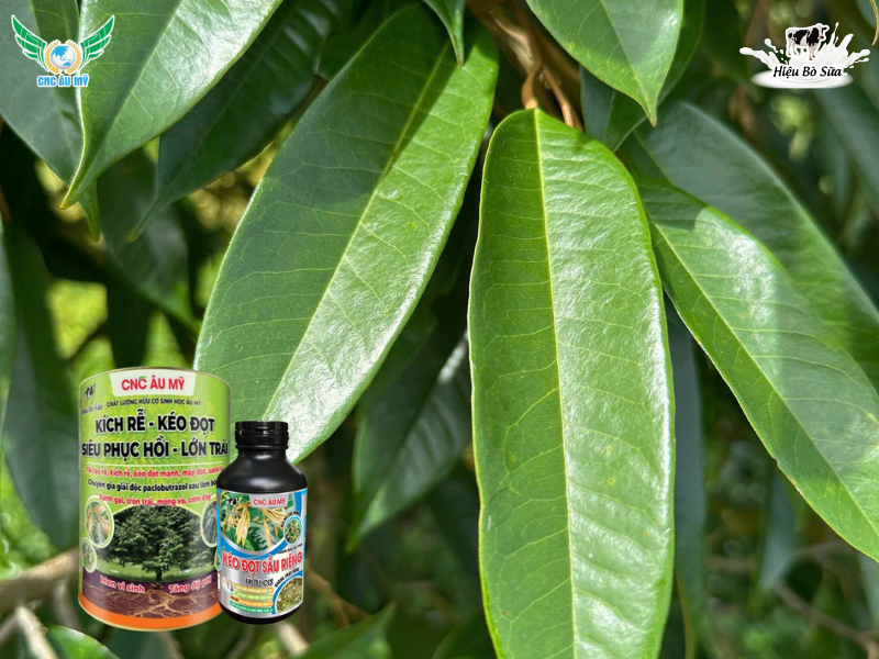 Phân bón lá là gì? Sử dụng như thế nào để đạt được hiệu quả