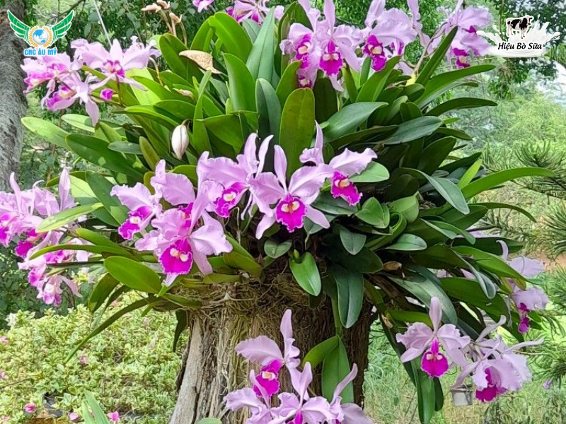 Phân hữu cơ cho lan? Bí quyết bón phân đúng loại giúp rễ khỏe hoa bền màu tươi