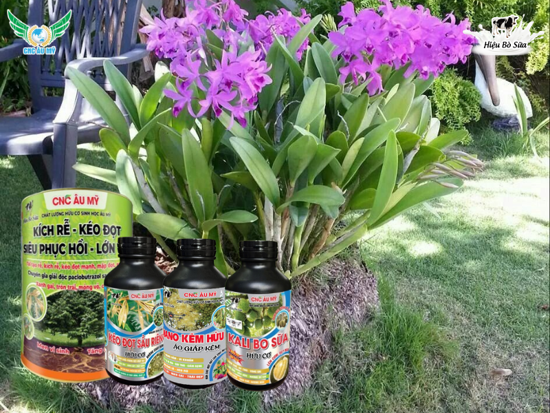 Phân hữu cơ cho lan? Bí quyết bón phân đúng loại giúp rễ khỏe hoa bền màu tươi