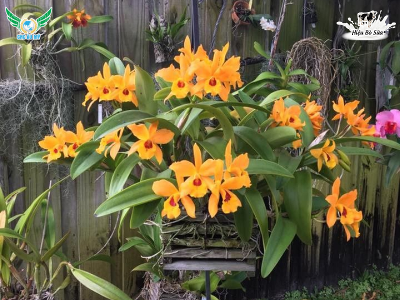 Phân hữu cơ cho lan? Bí quyết bón phân đúng loại giúp rễ khỏe hoa bền màu tươi