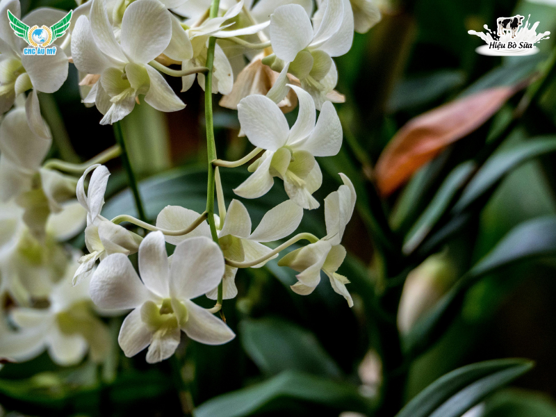 Phân hữu cơ cho lan? Bí quyết bón phân đúng loại giúp rễ khỏe hoa bền màu tươi