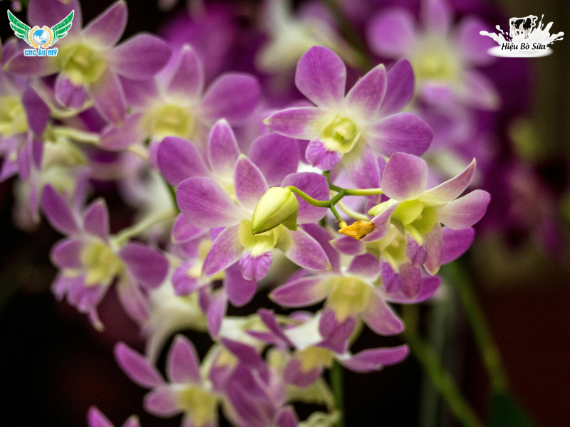 Phân hữu cơ cho lan? Bí quyết bón phân đúng loại giúp rễ khỏe hoa bền màu tươi