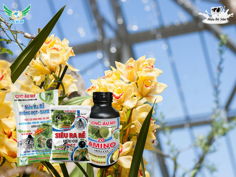 Phân hữu cơ cho lan? Bí quyết bón phân đúng loại giúp rễ khỏe hoa bền màu tươi