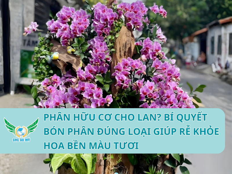 Phân hữu cơ cho lan? Bí quyết bón phân đúng loại giúp rễ khỏe hoa bền màu tươi