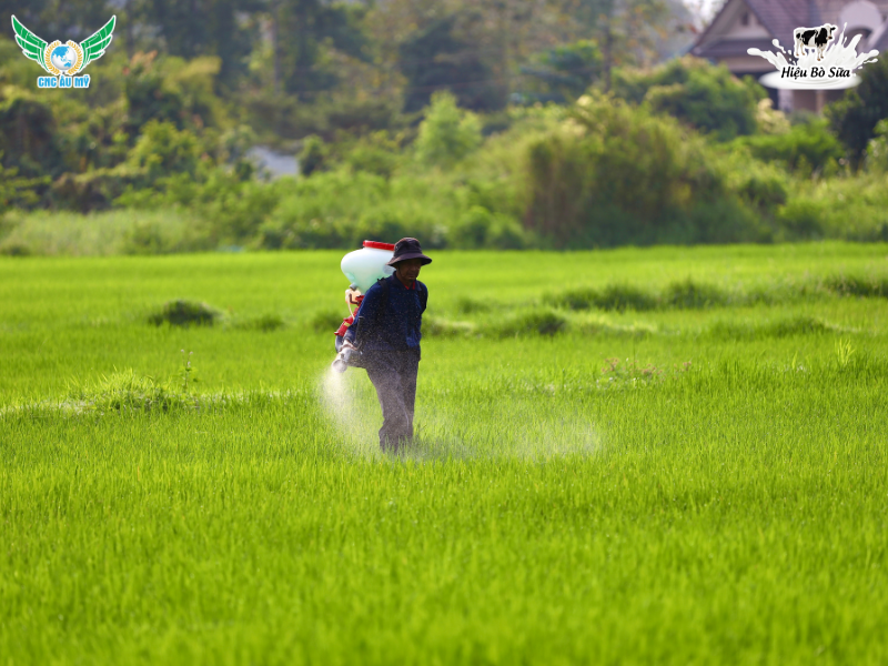 PHÂN HỮU CƠ DÙNG ĐỂ BÓN LÓT CHO CÂY TRỒNG