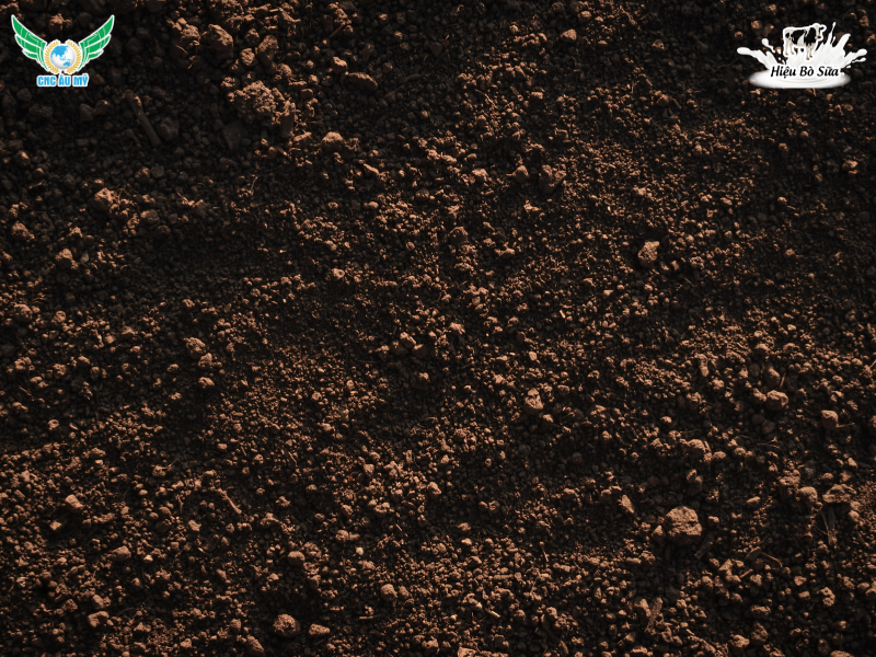 PHÂN HỮU CƠ DÙNG ĐỂ BÓN LÓT CHO CÂY TRỒNG
