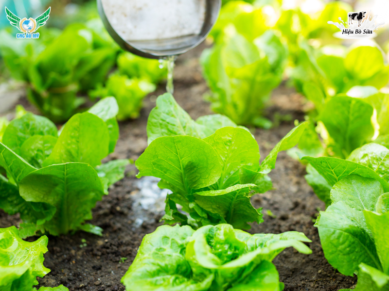 PHÂN HỮU CƠ DÙNG ĐỂ BÓN LÓT CHO CÂY TRỒNG