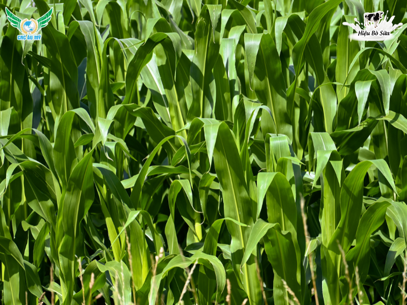 PHÂN HỮU CƠ DÙNG ĐỂ BÓN LÓT CHO CÂY TRỒNG