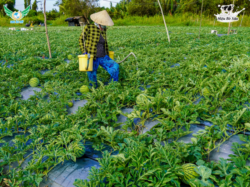 QUY TRÌNH CANH TÁC DƯA HẤU