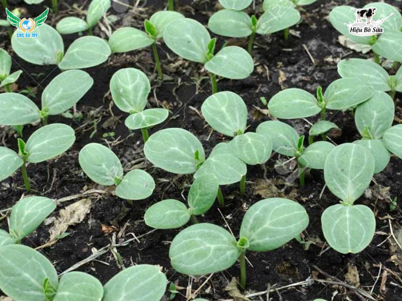 QUY TRÌNH CANH TÁC DƯA HẤU