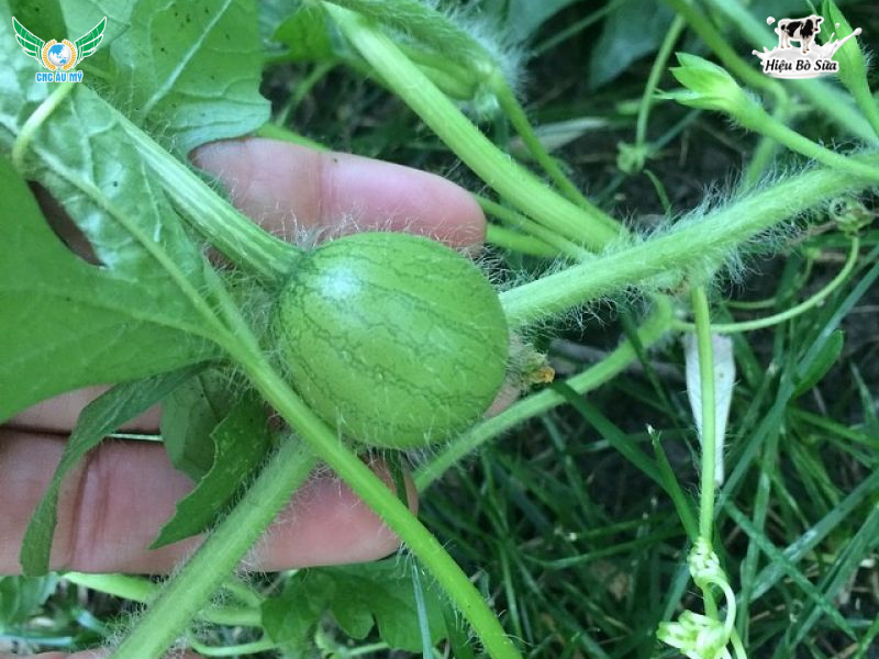 QUY TRÌNH CANH TÁC DƯA HẤU