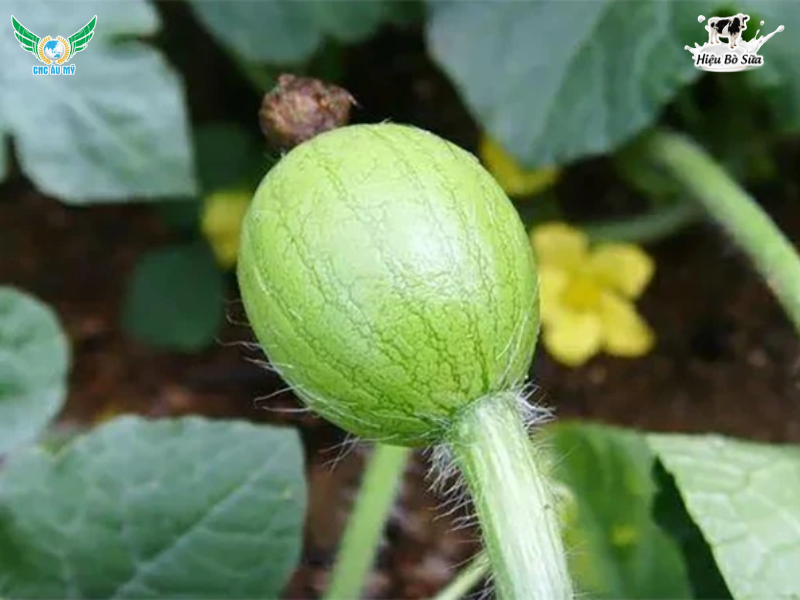 QUY TRÌNH CANH TÁC DƯA HẤU