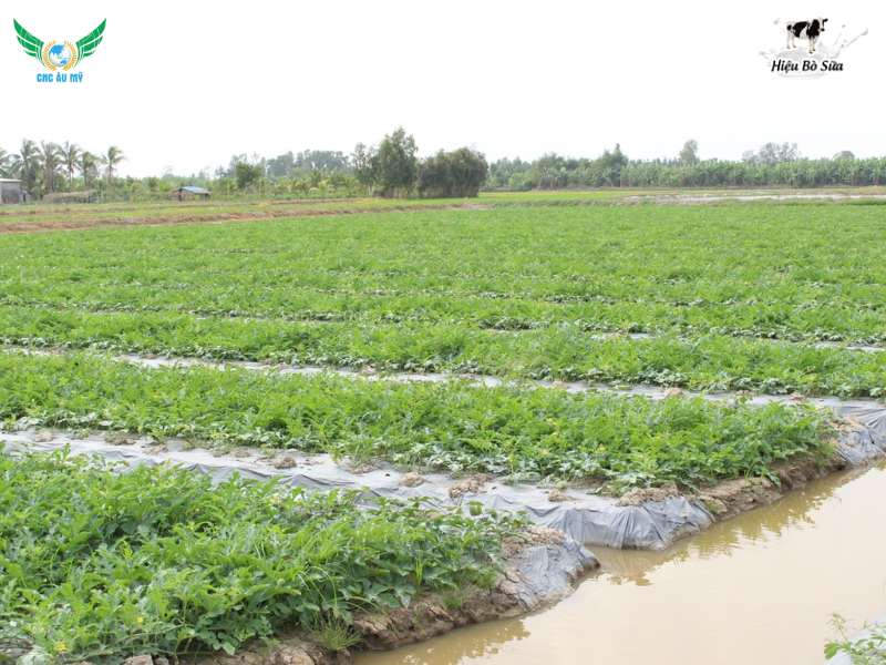 QUY TRÌNH CANH TÁC DƯA HẤU