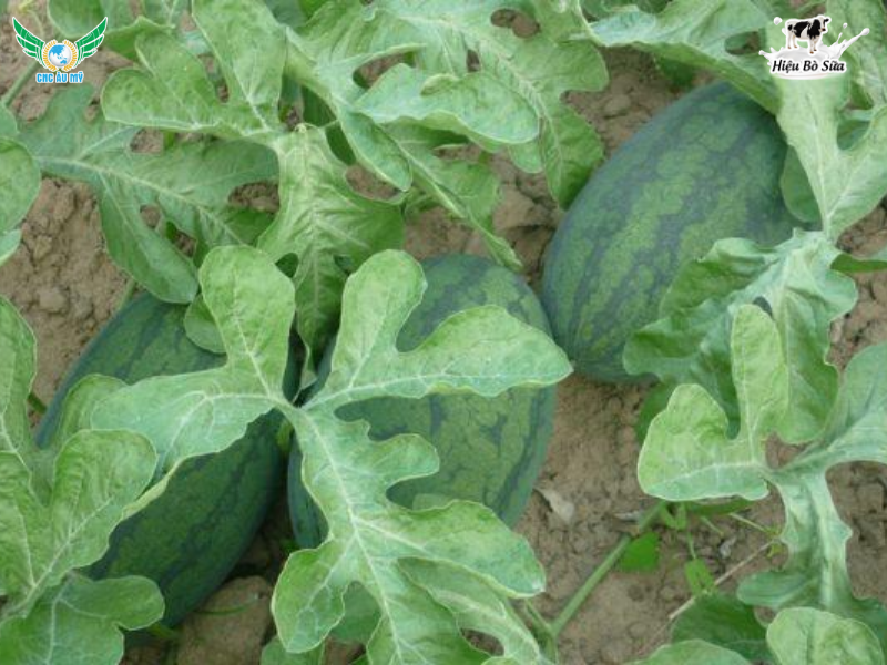 QUY TRÌNH CANH TÁC DƯA HẤU