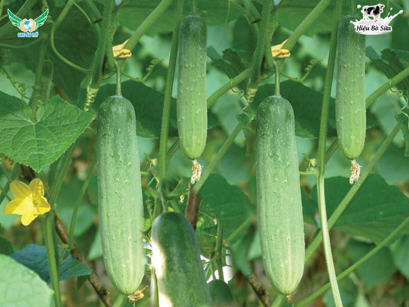 QUY TRÌNH CANH TÁC DƯA LEO