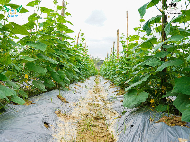 QUY TRÌNH CANH TÁC DƯA LEO