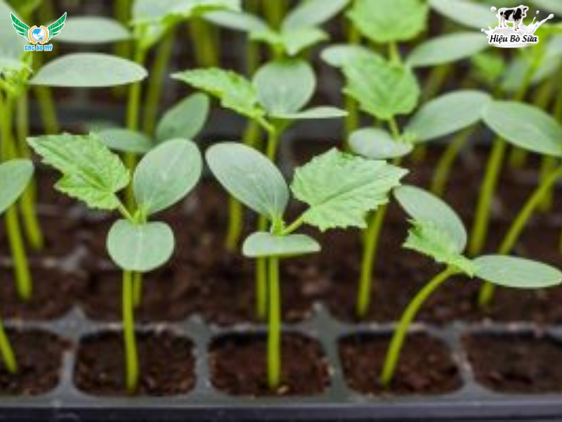 QUY TRÌNH CANH TÁC DƯA LEO