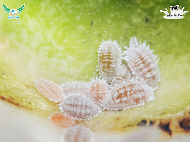 TOP 11 LOẠI SÂU RẦY HẠI SẦU RIÊNG THƯỜNG GẶP