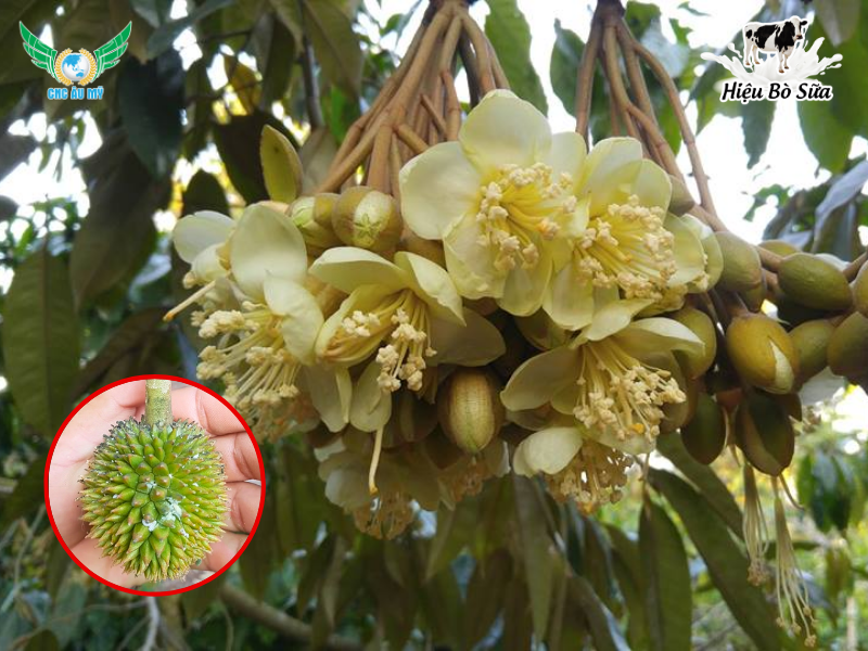 RỆP SÁP TÁC HẠI VÀ GIẢI PHÁP KHẮC PHỤC