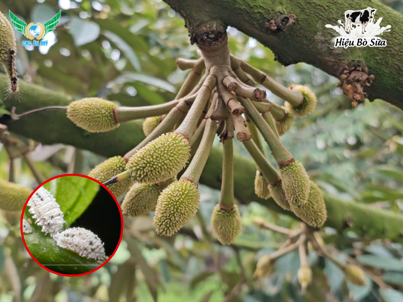 RỆP SÁP TÁC HẠI VÀ GIẢI PHÁP KHẮC PHỤC