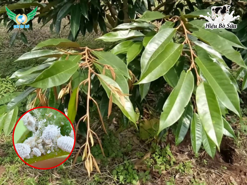 RỆP SÁP TÁC HẠI VÀ GIẢI PHÁP KHẮC PHỤC