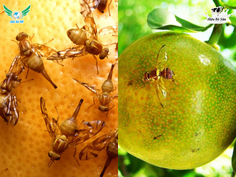 TOP 11 LOẠI SÂU RẦY HẠI SẦU RIÊNG THƯỜNG GẶP