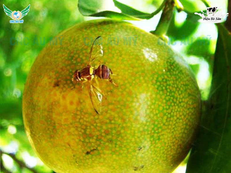 RUỒI ĐỤC TRÁI | DẤU HIỆU VÀ BIỆN PHÁP KHẮC PHỤC