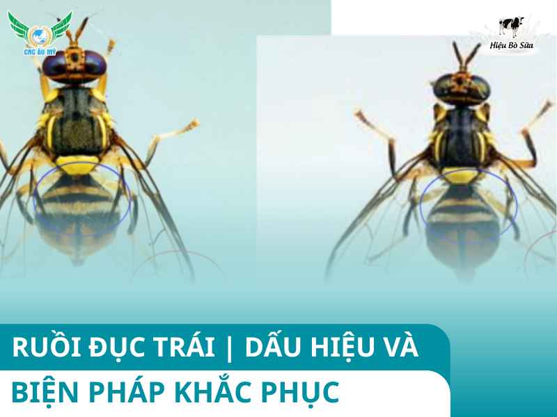 RUỒI ĐỤC TRÁI | DẤU HIỆU VÀ BIỆN PHÁP KHẮC PHỤC
