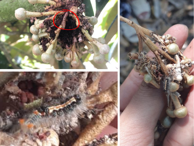 TOP 11 LOẠI SÂU RẦY HẠI SẦU RIÊNG THƯỜNG GẶP