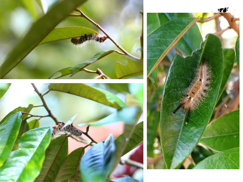 TOP 11 LOẠI SÂU RẦY HẠI SẦU RIÊNG THƯỜNG GẶP