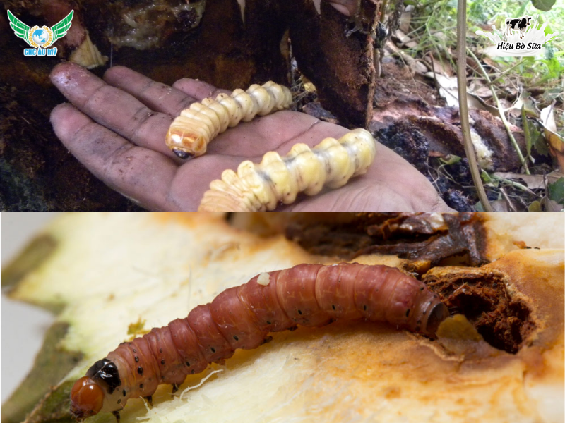 TOP 11 LOẠI SÂU RẦY HẠI SẦU RIÊNG THƯỜNG GẶP