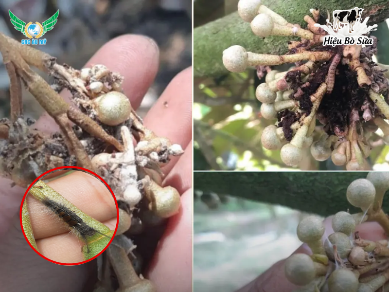 SÂU ĂN BÔNG TÁC HẠI VÀ BIỆN PHÁP PHÒNG TRỪ