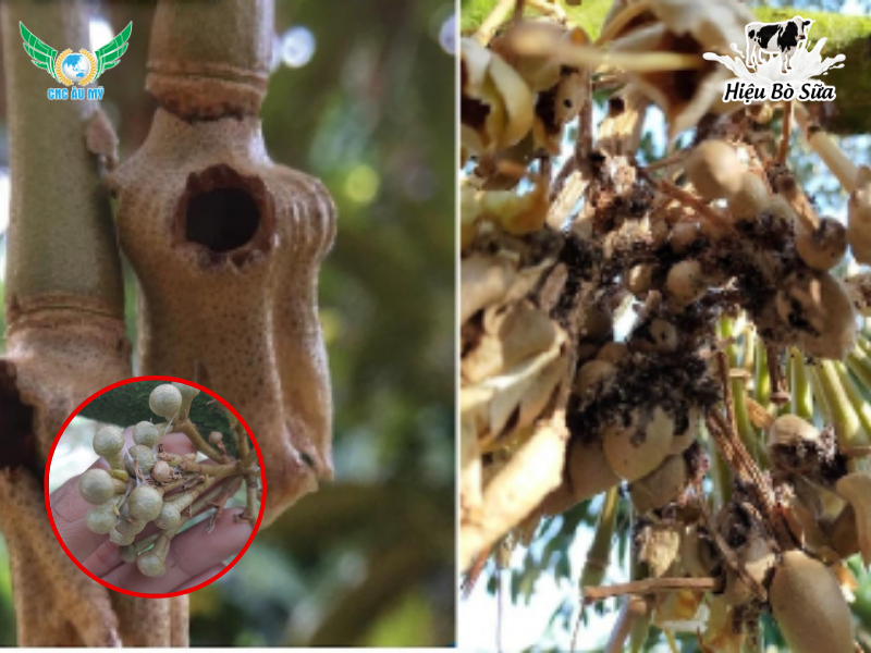 SÂU ĂN BÔNG TÁC HẠI VÀ BIỆN PHÁP PHÒNG TRỪ