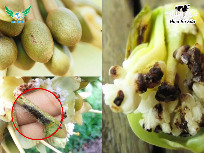 SÂU ĂN BÔNG TÁC HẠI VÀ BIỆN PHÁP PHÒNG TRỪ