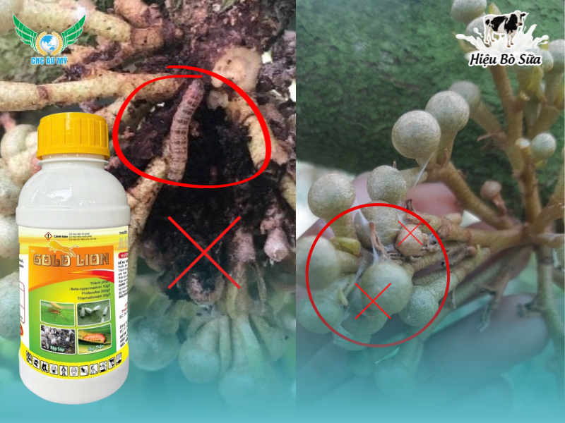 SÂU ĂN BÔNG TÁC HẠI VÀ BIỆN PHÁP PHÒNG TRỪ