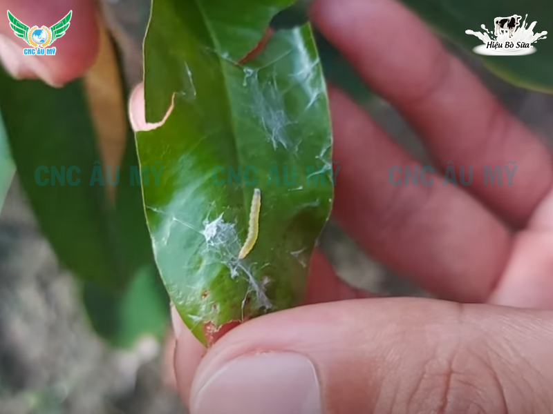 SÂU ĂN LÁ SẦU RIÊNG | DẤU HIỆU VÀ BIỆN PHÁP KHẮC PHỤC