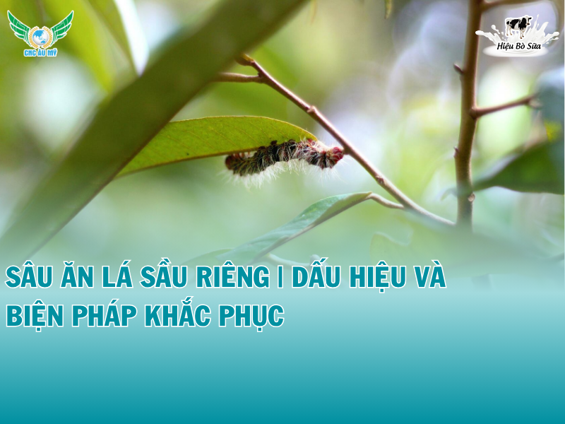 SÂU ĂN LÁ SẦU RIÊNG | DẤU HIỆU VÀ BIỆN PHÁP KHẮC PHỤC