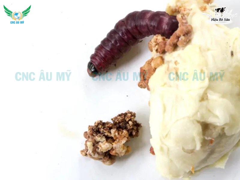 SÂU ĐỤC TRÁI SẦU RIÊNG | DẤU HIỆU VÀ BIỆN PHÁP KHẮC PHỤC