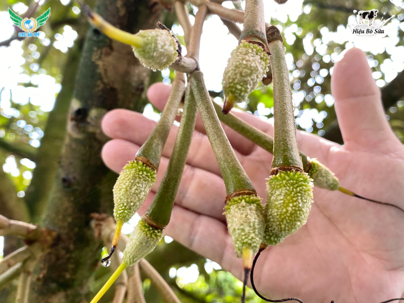 SẦU RIÊNG RỤNG TRÁI NON NGUYÊN NHÂN VÀ BIỆN PHÁP KHẮC PHỤC