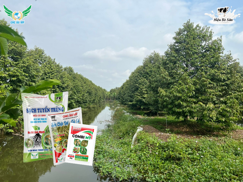 Tác dụng của phân hữu cơ sinh học lên men sữa đối với đất và cây trồng