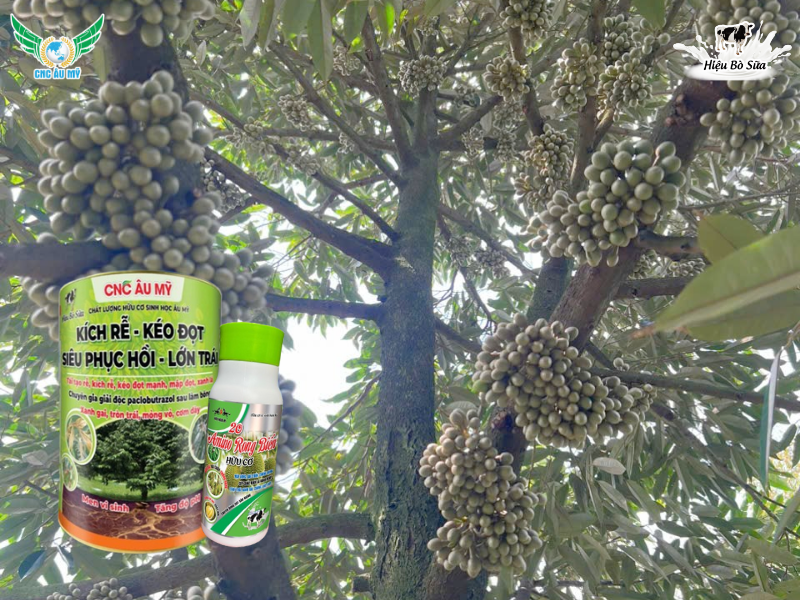 Tác dụng của phân hữu cơ sinh học lên men sữa đối với đất và cây trồng