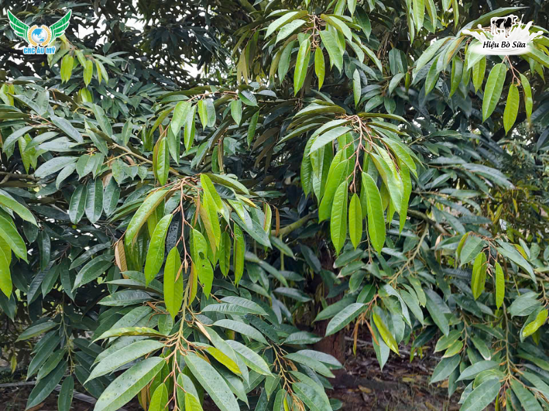 Tác dụng của phân hữu cơ sinh học lên men sữa đối với đất và cây trồng