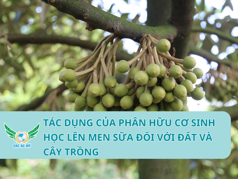 Tác dụng của phân hữu cơ sinh học lên men sữa đối với đất và cây trồng