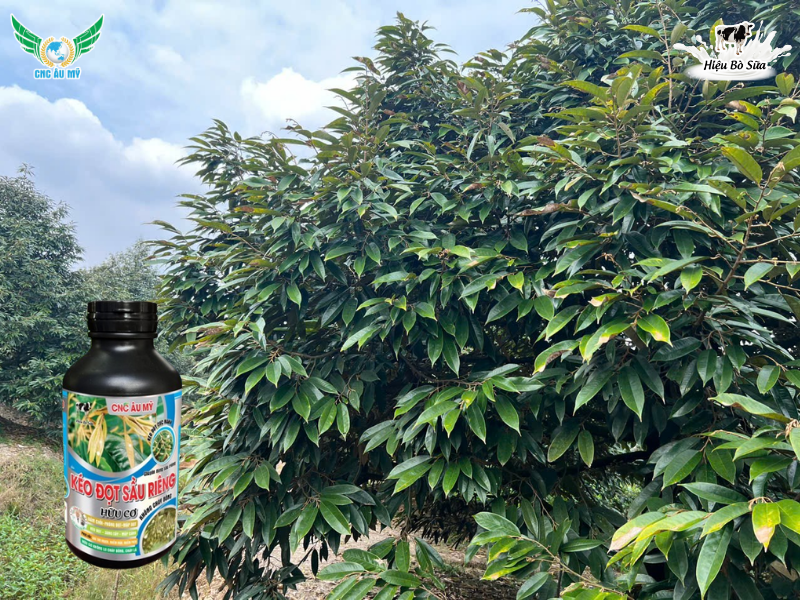 TÁC DỤNG CỦA PHÂN BÓN HỮU CƠ ĐỐI VỚI CÂY TRỒNG VÀ ĐẤT CANH TÁC 