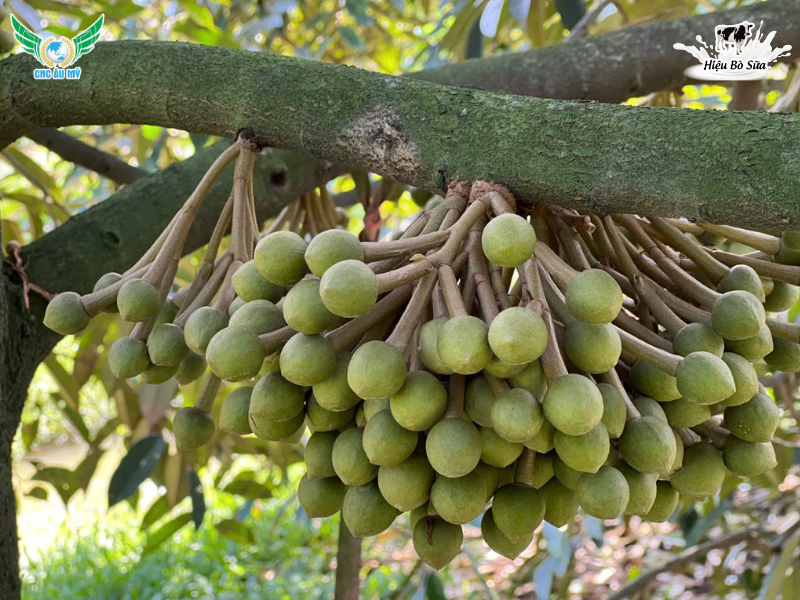 TÁC DỤNG CỦA PHÂN BÓN HỮU CƠ ĐỐI VỚI CÂY TRỒNG VÀ ĐẤT CANH TÁC 