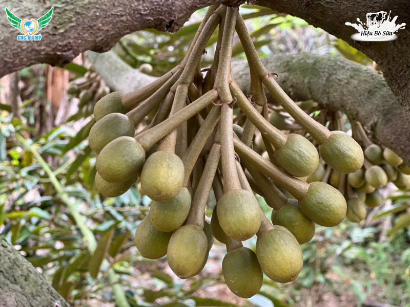 TÁC DỤNG CỦA PHÂN BÓN HỮU CƠ ĐỐI VỚI CÂY TRỒNG VÀ ĐẤT CANH TÁC 